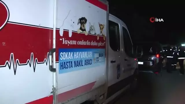 Başkent'te patilerine damar yolu açılmış şekilde 30'un üzerinde ölü köpek bulundu Başkent'te patilerine damar yolu açılmış şekilde 30'un üzerinde ölü köpek bulundu