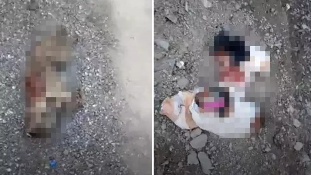 Başkentte boş arazideki çöp poşetlerinde çok sayıda ölü köpek bulundu Başkentte boş arazideki çöp poşetlerinde çok sayıda ölü köpek bulundu