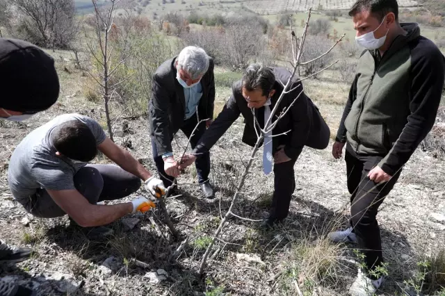 Bozuk ormanlık alanlar 'Yeşil Altın'a dönüyor Bozuk ormanlık alanlar 'Yeşil Altın'a dönüyor