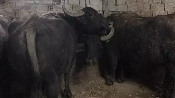BU MAHALLENİN GEÇİMİ MANDA SÜTÜ VE KAYMAĞINDAN BU MAHALLENİN GEÇİMİ MANDA SÜTÜ VE KAYMAĞINDAN