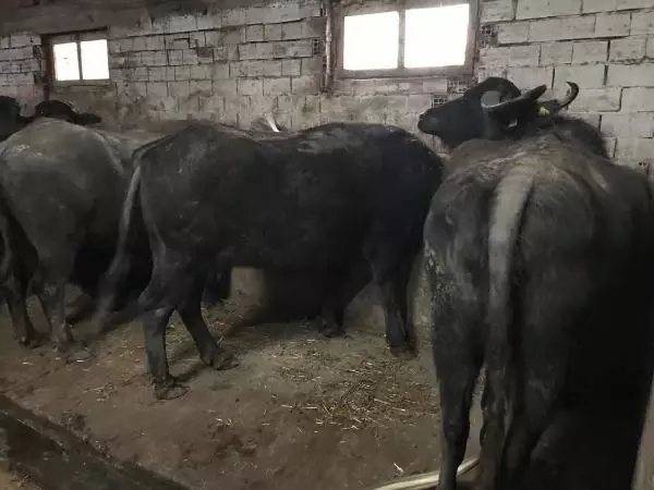 BU MAHALLENİN GEÇİMİ MANDA SÜTÜ VE KAYMAĞINDAN BU MAHALLENİN GEÇİMİ MANDA SÜTÜ VE KAYMAĞINDAN