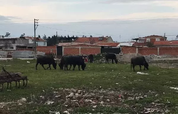 BU MAHALLENİN GEÇİMİ MANDA SÜTÜ VE KAYMAĞINDAN BU MAHALLENİN GEÇİMİ MANDA SÜTÜ VE KAYMAĞINDAN