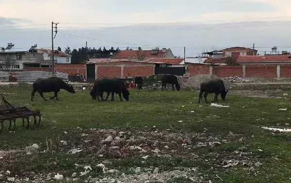 BU MAHALLENİN GEÇİMİ MANDA SÜTÜ VE KAYMAĞINDAN BU MAHALLENİN GEÇİMİ MANDA SÜTÜ VE KAYMAĞINDAN