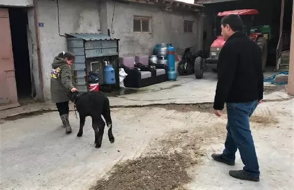 BU MAHALLENİN GEÇİMİ MANDA SÜTÜ VE KAYMAĞINDAN BU MAHALLENİN GEÇİMİ MANDA SÜTÜ VE KAYMAĞINDAN