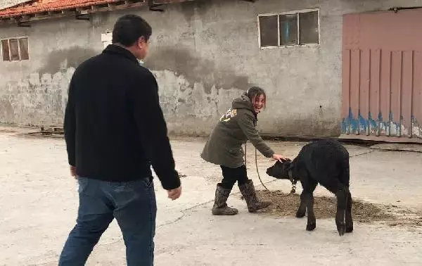 BU MAHALLENİN GEÇİMİ MANDA SÜTÜ VE KAYMAĞINDAN BU MAHALLENİN GEÇİMİ MANDA SÜTÜ VE KAYMAĞINDAN
