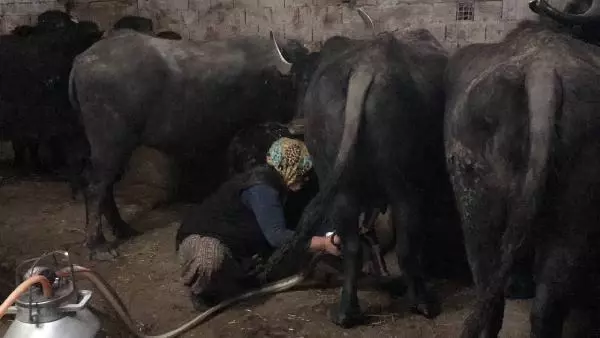 BU MAHALLENİN GEÇİMİ MANDA SÜTÜ VE KAYMAĞINDAN BU MAHALLENİN GEÇİMİ MANDA SÜTÜ VE KAYMAĞINDAN