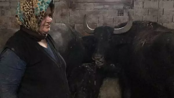 BU MAHALLENİN GEÇİMİ MANDA SÜTÜ VE KAYMAĞINDAN BU MAHALLENİN GEÇİMİ MANDA SÜTÜ VE KAYMAĞINDAN