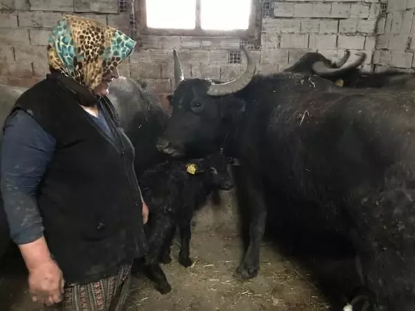 BU MAHALLENİN GEÇİMİ MANDA SÜTÜ VE KAYMAĞINDAN BU MAHALLENİN GEÇİMİ MANDA SÜTÜ VE KAYMAĞINDAN