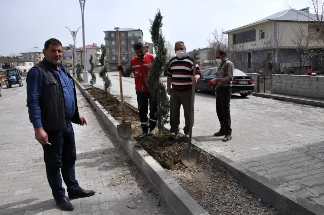 Bulanık Belediyesinden ağaçlandırma çalışması Bulanık Belediyesinden ağaçlandırma çalışması