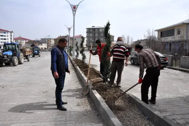 Bulanık Belediyesinden ağaçlandırma çalışması Bulanık Belediyesinden ağaçlandırma çalışması