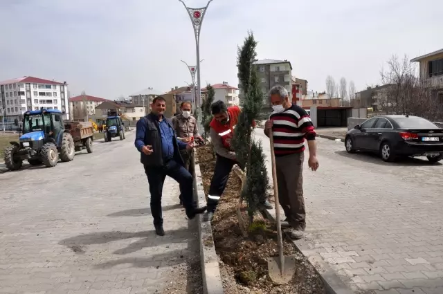 Bulanık Belediyesinden ağaçlandırma çalışması Bulanık Belediyesinden ağaçlandırma çalışması
