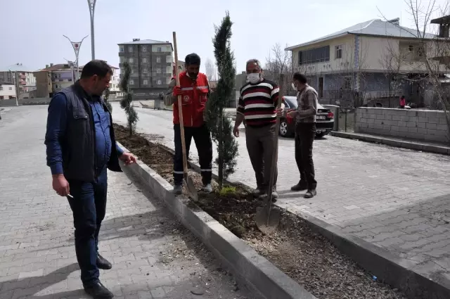 Bulanık Belediyesinden ağaçlandırma çalışması Bulanık Belediyesinden ağaçlandırma çalışması