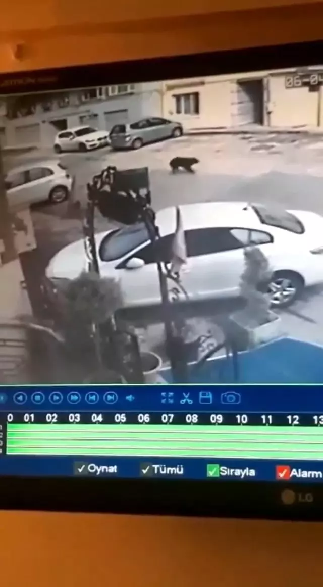 Bursa'da jip sürücüsünün uyuyan köpeği ezdiği anlar güvenlik kamerasına yansıdı Bursa'da jip sürücüsünün uyuyan köpeği ezdiği anlar güvenlik kamerasına yansıdı