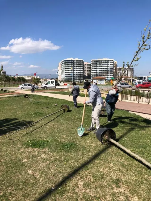 Büyükşehir'den Çınar Seferberliği Büyükşehir'den Çınar Seferberliği