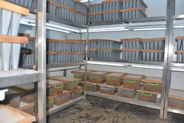 Doğaya 'terminatör böcekler' salındı Doğaya 'terminatör böcekler' salındı