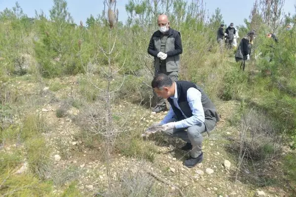 Doğaya 'terminatör böcekler' salındı Doğaya 'terminatör böcekler' salındı