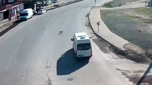 Son dakika: Çarptığı köpeği ölüme terk etti Son dakika: Çarptığı köpeği ölüme terk etti