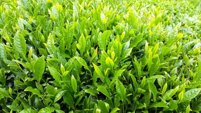 Türkiye'den ilk çeyrekte 95 ülkeye 5 milyon dolarlık çay ihracatı yapıldı Türkiye'den ilk çeyrekte 95 ülkeye 5 milyon dolarlık çay ihracatı yapıldı
