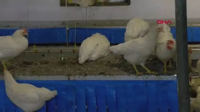 COŞKUN SABAH, ESKİŞEHİR'DE TAVUK ÇİFTLİĞİ KURDU COŞKUN SABAH, ESKİŞEHİR'DE TAVUK ÇİFTLİĞİ KURDU