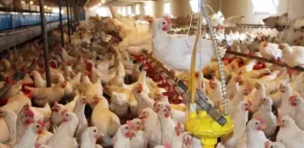 Ünlü şarkıcı Coşkun Sabah, 1 milyon liralık yatırımla Eskişehir'de tavuk çiftliği kurdu