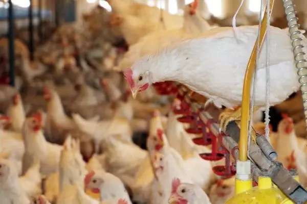Ünlü şarkıcı Coşkun Sabah, Eskişehir'de tavuk çiftliği kurdu Ünlü şarkıcı Coşkun Sabah, Eskişehir'de tavuk çiftliği kurdu