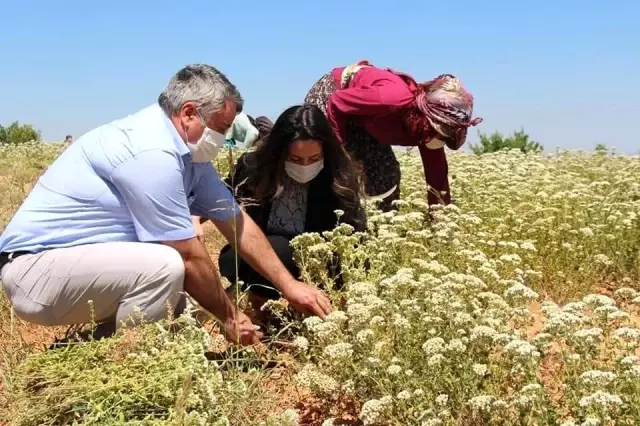 Denizli Kekiği tescillendi Denizli Kekiği tescillendi
