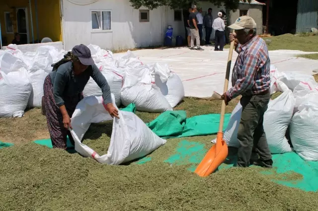 Denizli Kekiği tescillendi Denizli Kekiği tescillendi