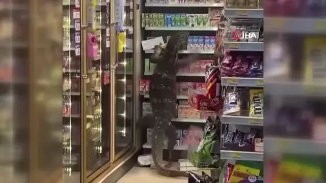 Dev kertenkele girdiği markette paniğe neden oldu Dev kertenkele girdiği markette paniğe neden oldu