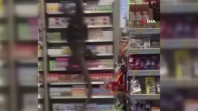 Dev kertenkele girdiği markette paniğe neden oldu Dev kertenkele girdiği markette paniğe neden oldu