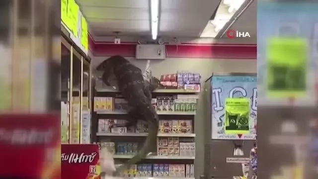 Dev kertenkele girdiği markette paniğe neden oldu Dev kertenkele girdiği markette paniğe neden oldu