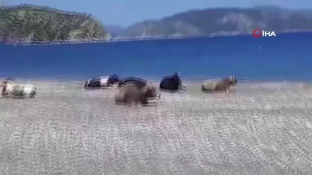 Dünyaca ünlü plajın tadını bu sefer inekler çıkardı Dünyaca ünlü plajın tadını bu sefer inekler çıkardı