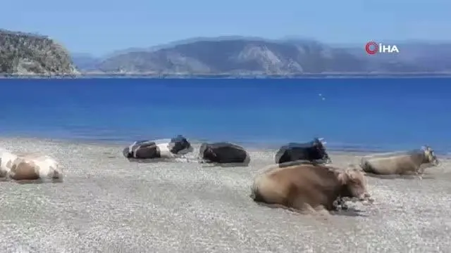 Dünyaca ünlü plajın tadını bu sefer inekler çıkardı Dünyaca ünlü plajın tadını bu sefer inekler çıkardı