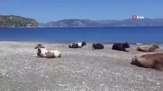 Dünyaca ünlü plajın tadını bu sefer inekler çıkardı Dünyaca ünlü plajın tadını bu sefer inekler çıkardı