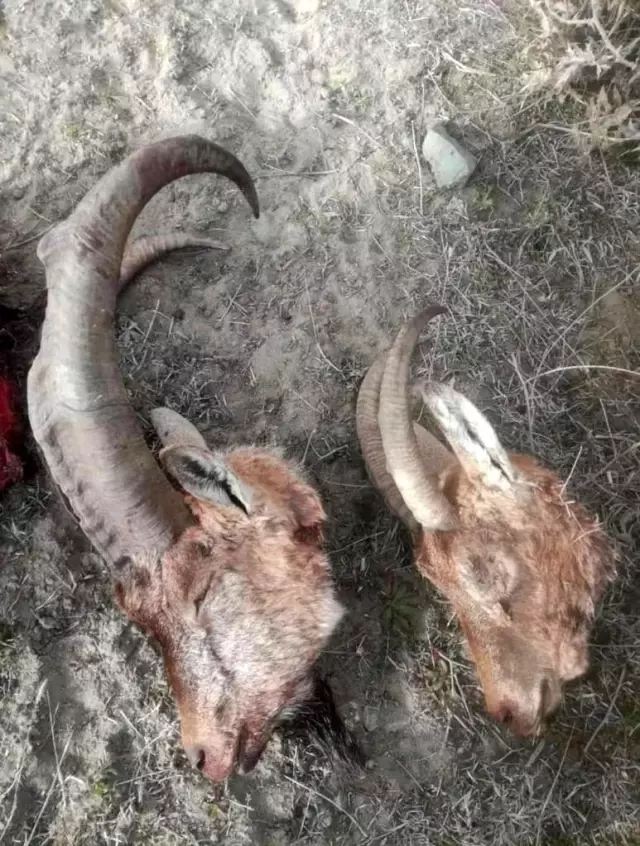 Erzurum'da kaçak dağ keçisi avı yapan şahıslar suçüstü yakalandı Erzurum'da kaçak dağ keçisi avı yapan şahıslar suçüstü yakalandı