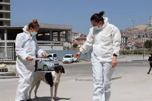 ANKARA Filyasyon ekibinin moral kaynağı 'Filyasyoncu Nazlı' ANKARA Filyasyon ekibinin moral kaynağı 'Filyasyoncu Nazlı'