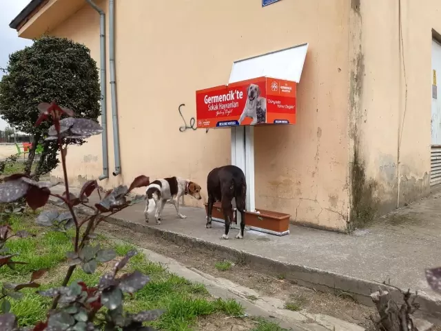 Germencik Belediyesi sokak hayvanları için beslenme noktaları kuruldu Germencik Belediyesi sokak hayvanları için beslenme noktaları kuruldu