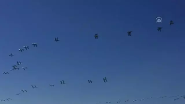 Göç eden pelikanlar ilgi çekti Göç eden pelikanlar ilgi çekti