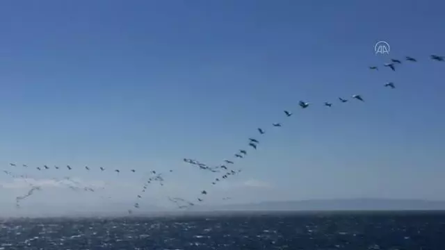 Göç eden pelikanlar ilgi çekti Göç eden pelikanlar ilgi çekti