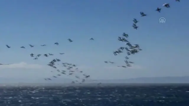 Göç eden pelikanlar ilgi çekti Göç eden pelikanlar ilgi çekti