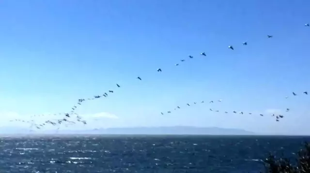 Son dakika! Güney'den gelen pelikanların sürü geçişi görsel şölen oluşturdu Son dakika! Güney'den gelen pelikanların sürü geçişi görsel şölen oluşturdu