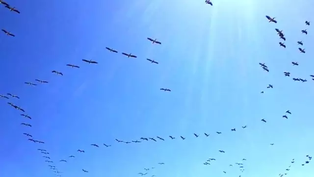 Son dakika! Güney'den gelen pelikanların sürü geçişi görsel şölen oluşturdu Son dakika! Güney'den gelen pelikanların sürü geçişi görsel şölen oluşturdu