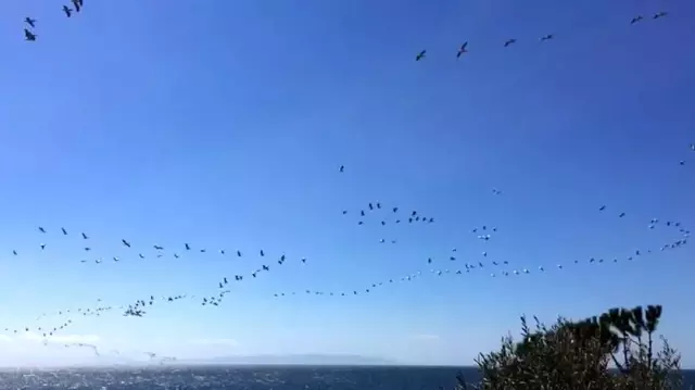 Son dakika! Güney'den gelen pelikanların sürü geçişi görsel şölen oluşturdu Son dakika! Güney'den gelen pelikanların sürü geçişi görsel şölen oluşturdu