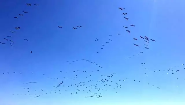 Son dakika! Güney'den gelen pelikanların sürü geçişi görsel şölen oluşturdu Son dakika! Güney'den gelen pelikanların sürü geçişi görsel şölen oluşturdu