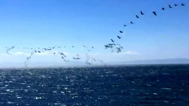 Son dakika! Güney'den gelen pelikanların sürü geçişi görsel şölen oluşturdu Son dakika! Güney'den gelen pelikanların sürü geçişi görsel şölen oluşturdu