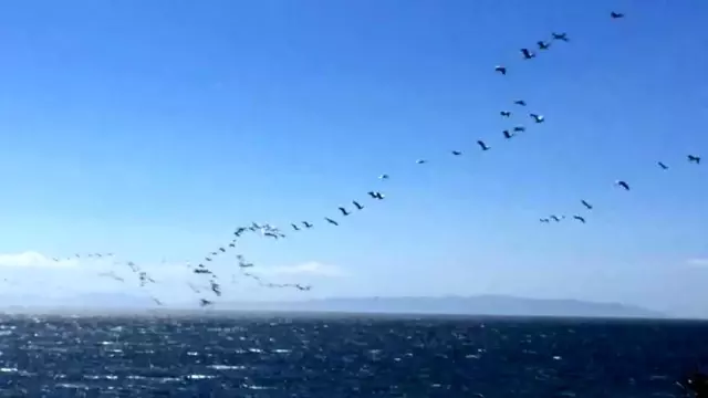 Son dakika! Güney'den gelen pelikanların sürü geçişi görsel şölen oluşturdu Son dakika! Güney'den gelen pelikanların sürü geçişi görsel şölen oluşturdu