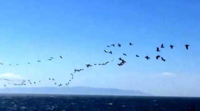 Son dakika! Güney'den gelen pelikanların sürü geçişi görsel şölen oluşturdu Son dakika! Güney'den gelen pelikanların sürü geçişi görsel şölen oluşturdu