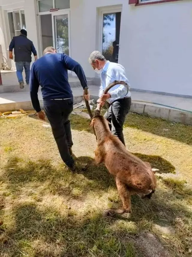 Gözleri görmeyen yaban keçisi, Aydın'da tedavi edilecek Gözleri görmeyen yaban keçisi, Aydın'da tedavi edilecek