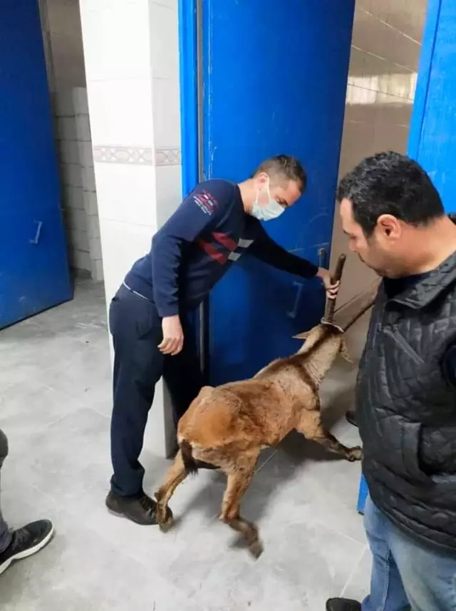 Gözleri görmeyen yaban keçisi, Aydın'da tedavi edilecek Gözleri görmeyen yaban keçisi, Aydın'da tedavi edilecek