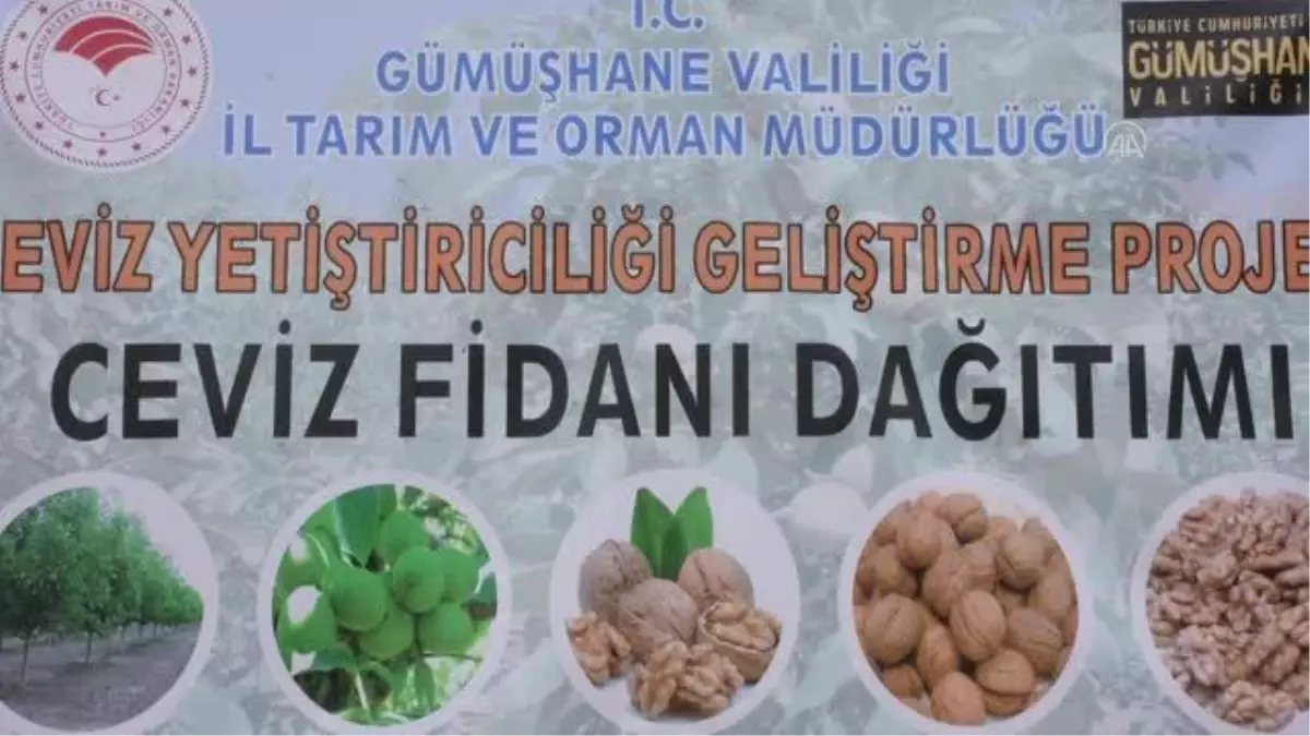 GÜMÜŞHANE - Çiftçilere 5 bin 600 adet ceviz fidanı dağıtıldı