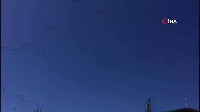Son dakika! Güney'den gelen pelikanların sürü geçişi görsel şölen oluşturdu Son dakika! Güney'den gelen pelikanların sürü geçişi görsel şölen oluşturdu
